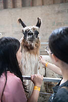 Petting Llama