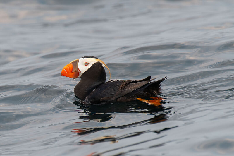 Tufted Puffin Wet Head
