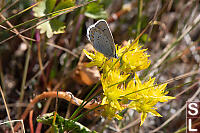 Annas Blue On Stonecrop