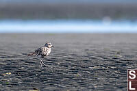 Black Bellied Plover