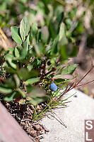 Blue Leaved Huckleberry