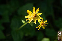 Broadleaf Arnica