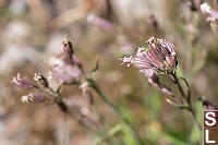 Cascade Catchfly Seeds