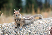 Cascade Golden Mantled Ground Squirrel