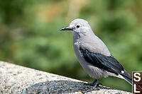 Clarks Nutcracker Looking For Snacks