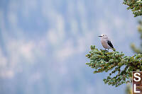 Clarks Nutcracker On Tree Branch