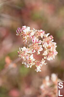 Dried Flowers On Parsnipflower Buckwheat