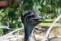 Emu Next Door