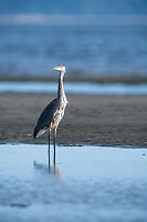 Great Blue Heron In Tide Pool
