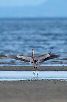 Great Blue Heron Landing