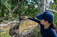 Nara Feeding Emu