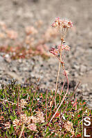 Parsnipflower Buckwheat With Short Leaves