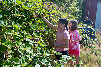 Picking Blackberries