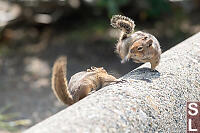 Ritual Squirrel Combat