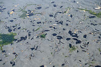 Sand Dollars In Small Pool