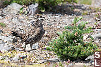 Sooty Grouse Juvinile Male