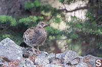 Sooty Grouse On Ground