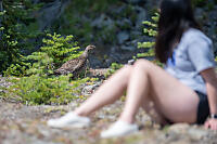 Sooty Grouse Walked Near Claira