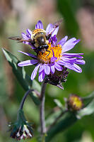 Spot Winged Pond Fly On Fleabane