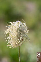 White Pasqueflower Single
