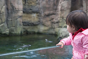 Nara Sees Penguins Swimming