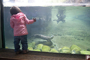 Nara With River Otters