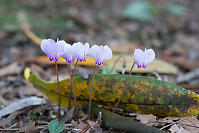 Ivy Leaved Cyclamen