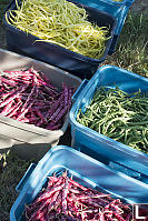 Beans Picked For The Feast