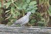 Eurasian Collared Dove