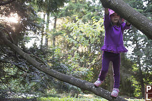 Nara Climbing Tree