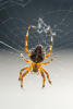 cross orbweaver, orb-weaver