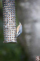 Red Brested Nuthatch Eating Peanuts