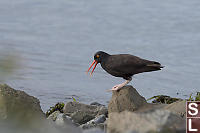 Black Oystercatcher Calling Warning