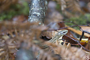Garter Snake In The Leaf Litter