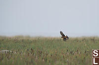Harrier Over The Reeds