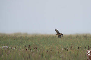 Harrier Over The Reeds