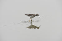 Lesser Yellowlegs With Rings