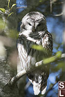 Barred Owl Looking Down