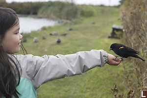 Claira With Redwing Blackbird In Hand