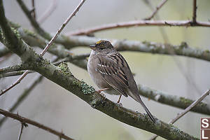 Golden Crown Sparrow