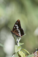 Lorquins Admiral On Leaf