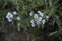 Streamside Daisies