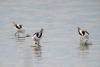 American Avocet