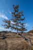 Bent Oak Tree With Sky