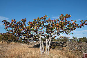 Four Oak Trees Together