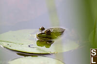 Bullfrog On Lilypad