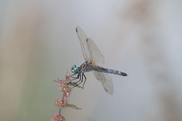 mainimage