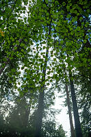Vine Maple Ceiling