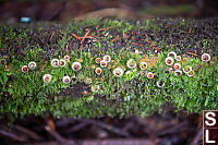 Woolly Birds Nest Fungus