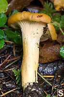 Golden Chanterelle